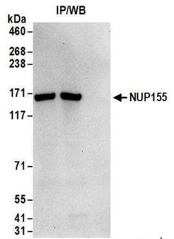 Rabbit anti-NUP155 Antibody