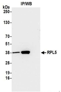 Rabbit anti-RPL5 Antibody