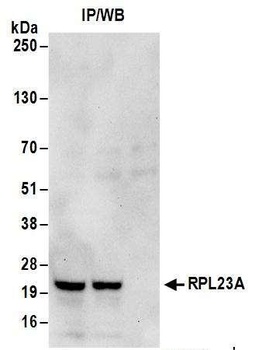 RPL23A Antibody