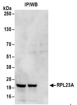 Rabbit anti-RPL23A Antibody