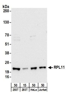 RPL11 Antibody
