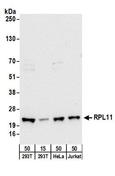 Rabbit anti-RPL11 Antibody