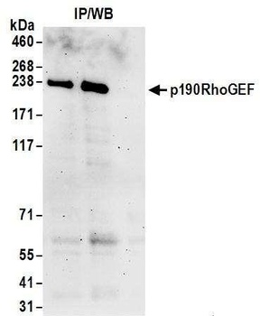 p190RhoGEF Antibody
