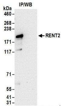 RENT2 Antibody