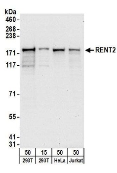 Rabbit anti-RENT2 Antibody