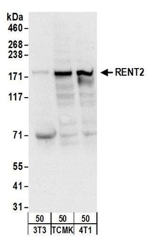 Rabbit anti-RENT2 Antibody