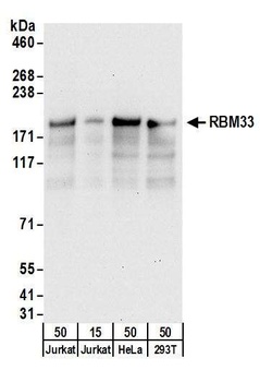 RBM33 Antibody