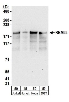 Rabbit anti-RBM33 Antibody