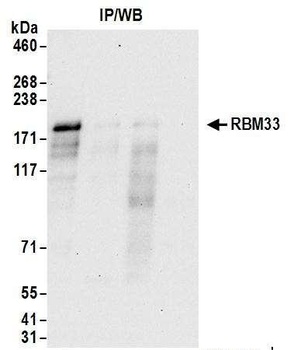 Rabbit anti-RBM33 Antibody