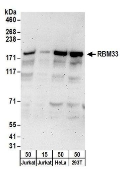 Rabbit anti-RBM33 Antibody