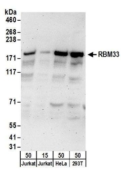 RBM33 Antibody