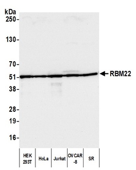 RBM22 Antibody