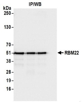 RBM22 Antibody