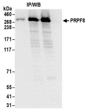 PRPF8 Antibody