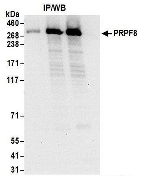 Rabbit anti-PRPF8 Antibody