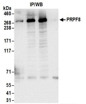 Rabbit anti-PRPF8 Antibody