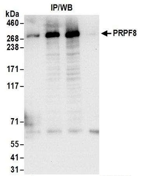 PRPF8 Antibody