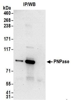 PNPase Antibody