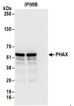 PHAX Antibody