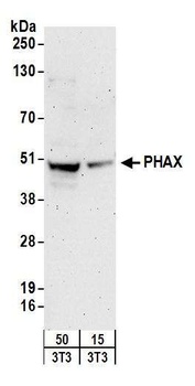 Rabbit anti-PHAX Antibody