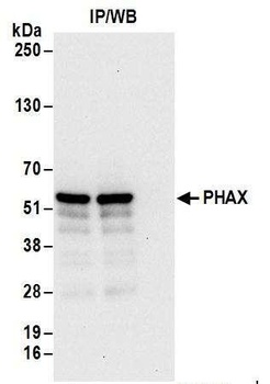 Rabbit anti-PHAX Antibody