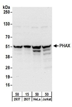 Rabbit anti-PHAX Antibody