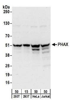 PHAX Antibody