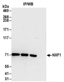 Rabbit anti-NXF1 Antibody