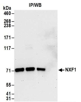 NXF1 Antibody