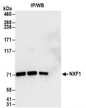 Rabbit anti-NXF1 Antibody