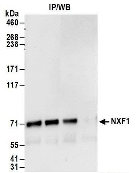 NXF1 Antibody