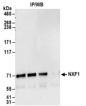 Rabbit anti-NXF1 Antibody