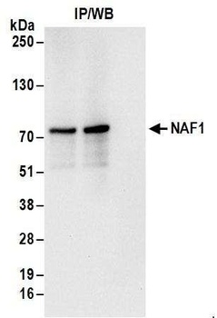 NAF1 Antibody
