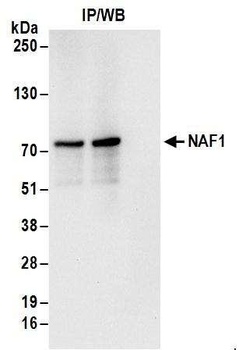 Rabbit anti-NAF1 Antibody