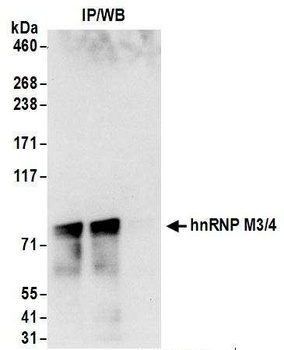 hnRNP M3/4 Antibody