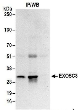 EXOSC3 Antibody