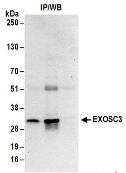 Rabbit anti-EXOSC3 Antibody