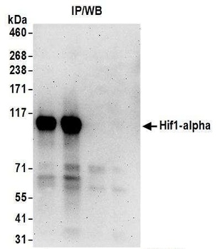 Goat HIF1-alpha Antibody