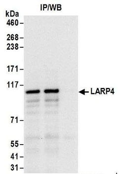 LARP4 Antibody