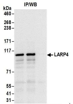 Rabbit anti-LARP4 Antibody