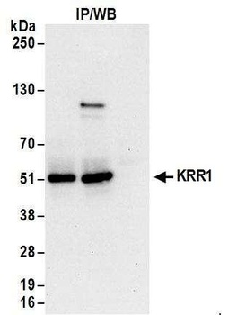KRR1 Antibody