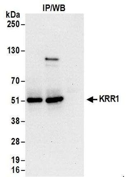 Rabbit anti-KRR1 Antibody