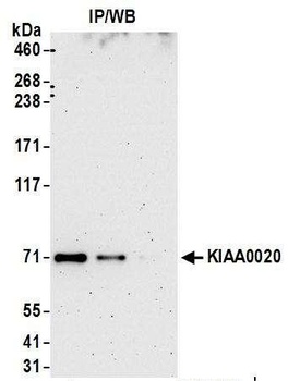 Rabbit anti-KIAA0020 Antibody