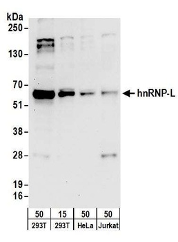 hnRNP-L Antibody