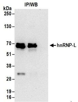 Rabbit anti-hnRNP-L Antibody