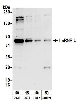 Rabbit hnRNP-L Antibody