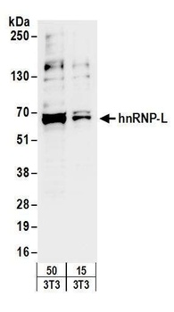 Rabbit anti-hnRNP-L Antibody