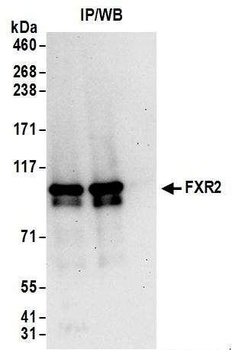 FXR2 Antibody