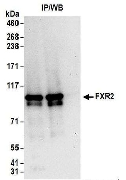 Rabbit anti-FXR2 Antibody