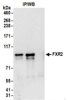 FXR2 Antibody